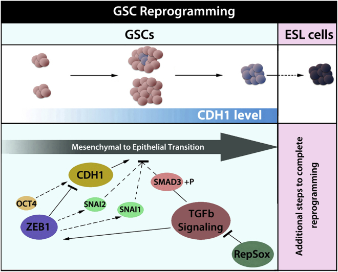 Figure 6