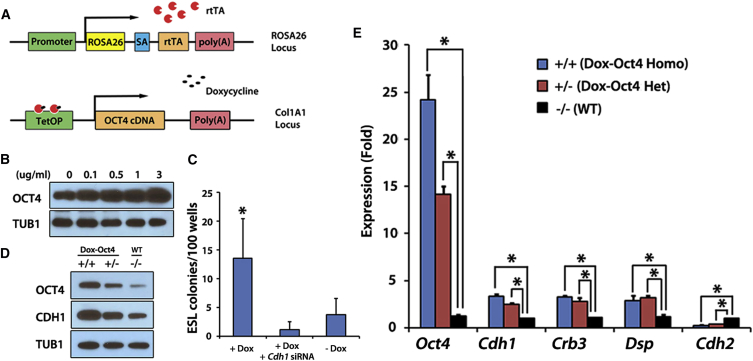 Figure 2