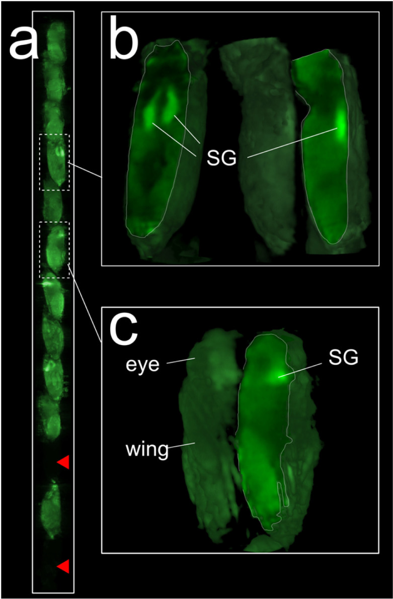 Figure 4