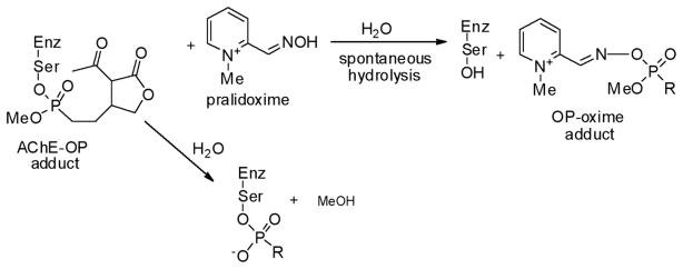 Scheme 5