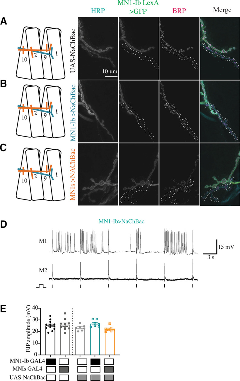 Figure 13.