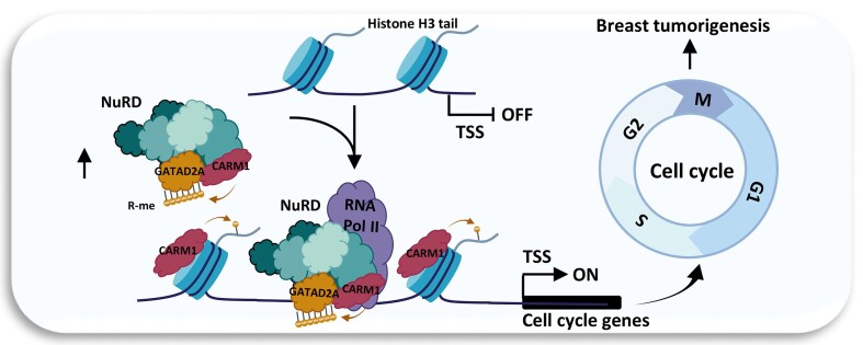 Graphical Abstract