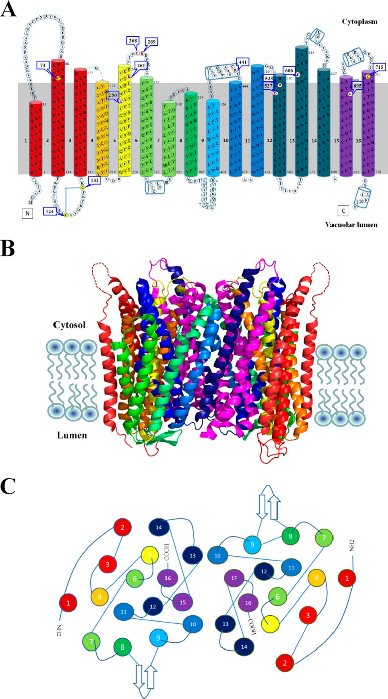 FIGURE 1.