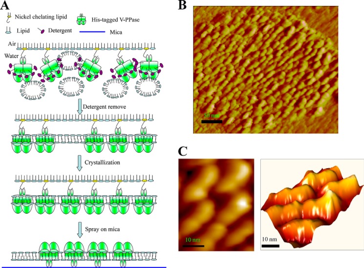 FIGURE 3.