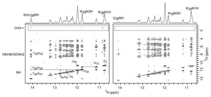 graphic file with name rna-10-572-g2.jpg