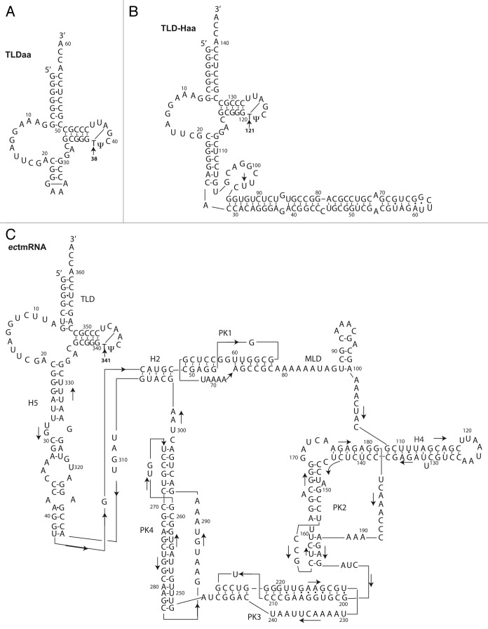 graphic file with name rna-10-572-g1.jpg