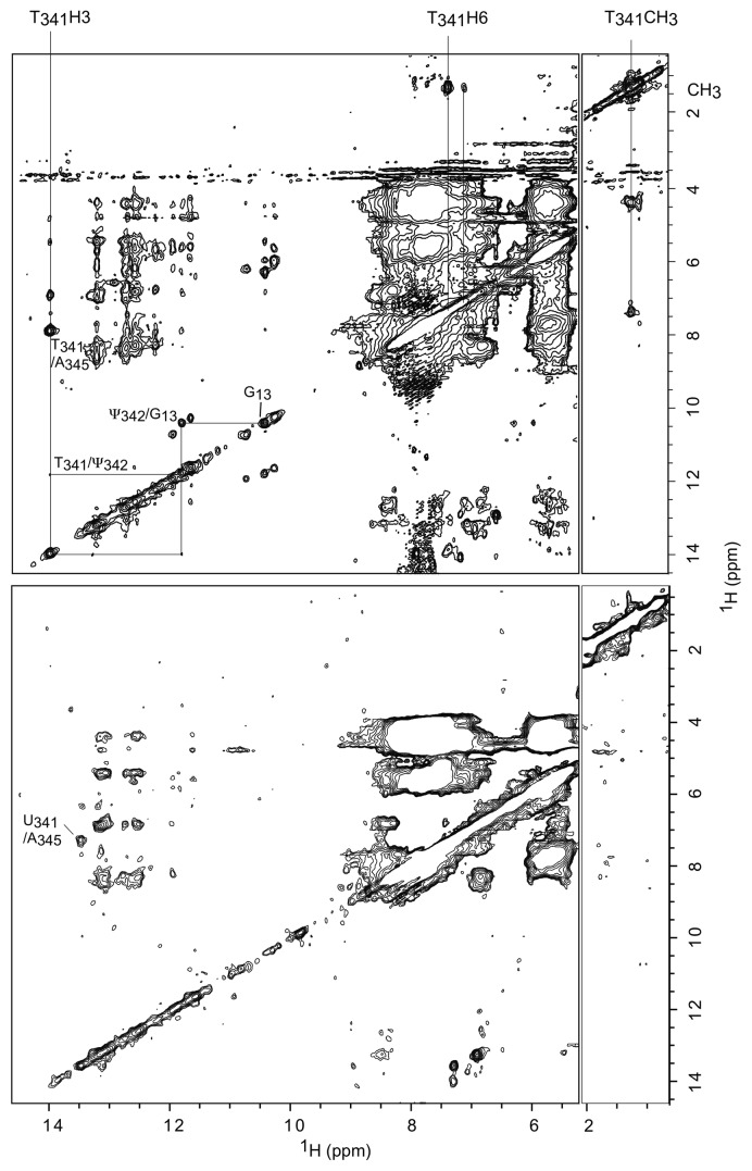 graphic file with name rna-10-572-g3.jpg