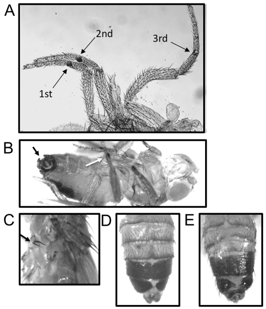 Fig. 5.