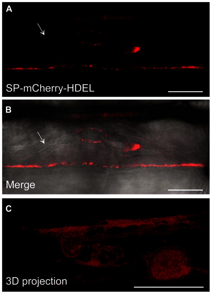 FIGURE 3