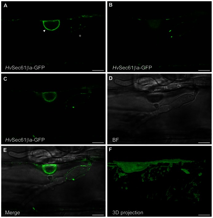 FIGURE 4