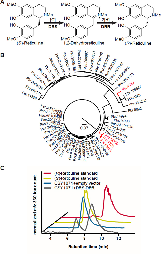 Complete biosynthesis of opioids in yeast - PMC