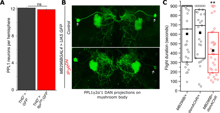 Figure 3—figure supplement 1.