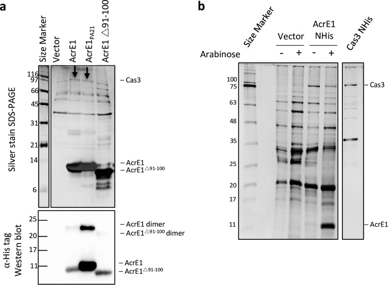 FIG 3 