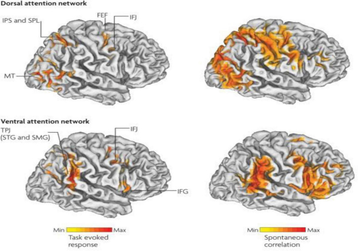 Front and center: Maturational dysregulation of frontal lobe functional ...