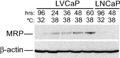 Fig. 11