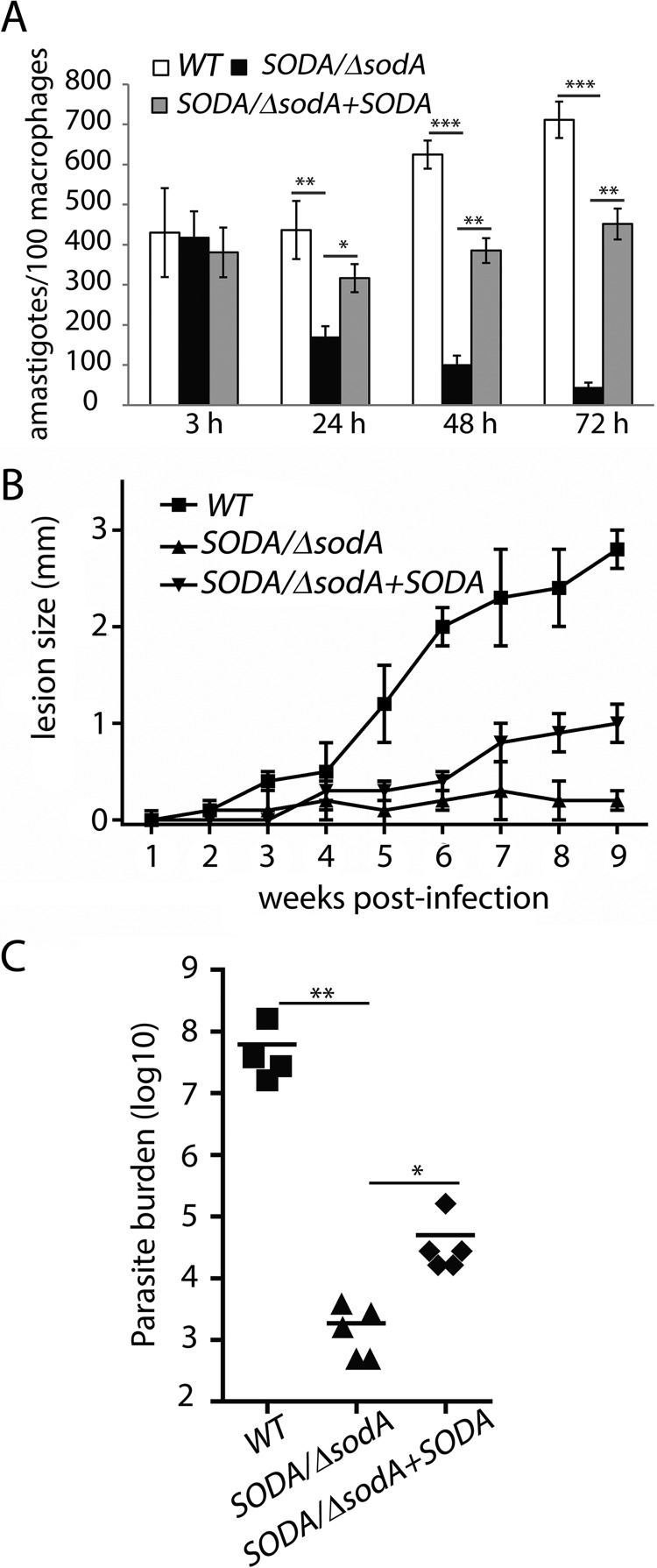 Figure 11.