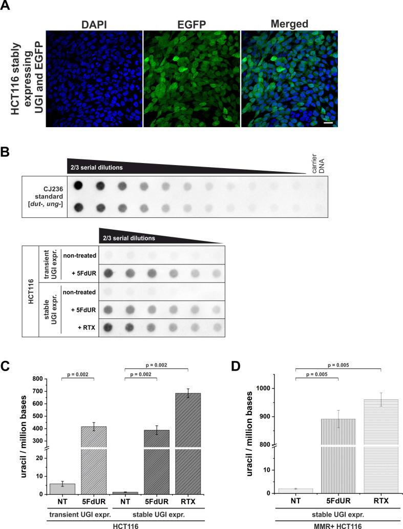 Figure 1—figure supplement 1.