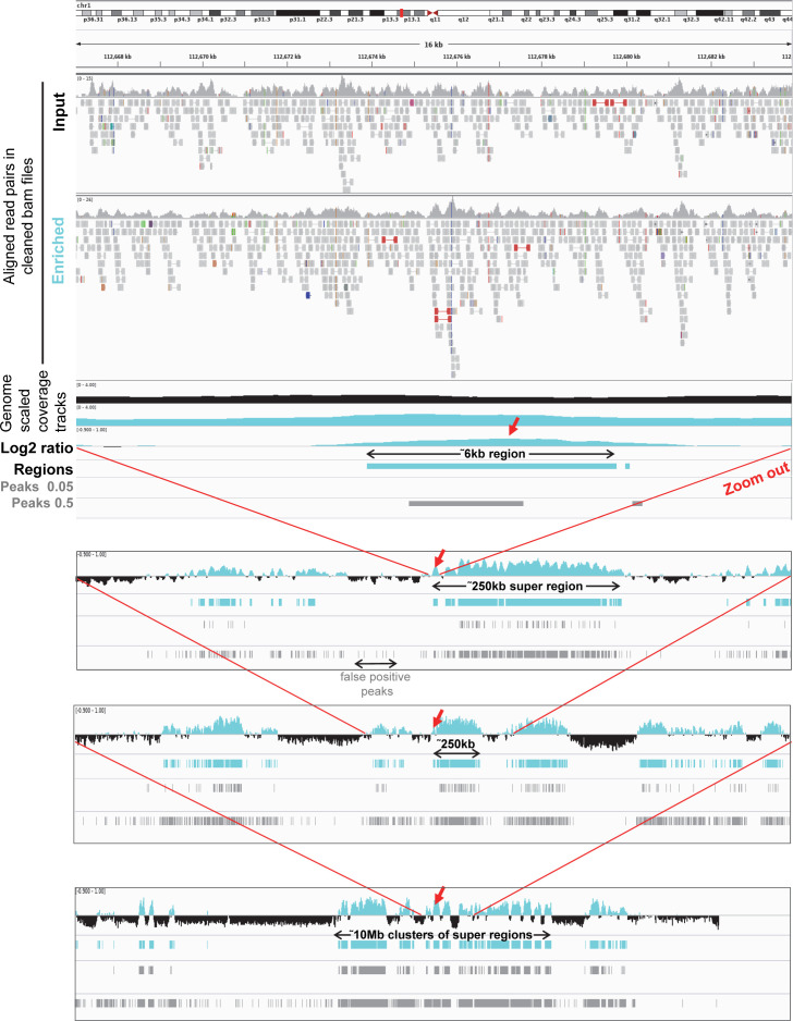 Figure 3—figure supplement 1.