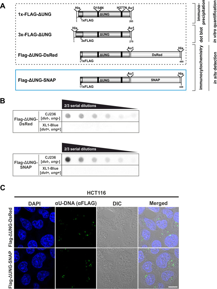 Figure 6—figure supplement 1.