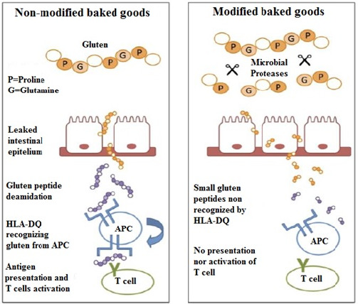 FIGURE 3