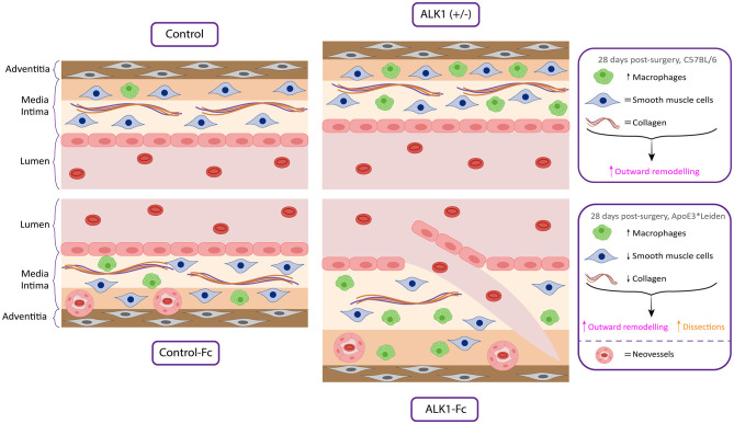 Graphical Abstract