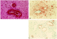 <sc>fig</sc> 2.