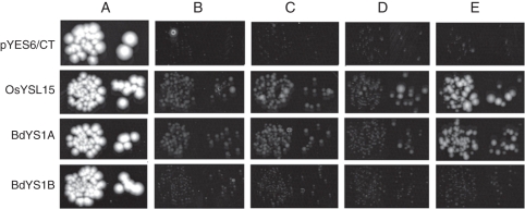 Fig. 4.