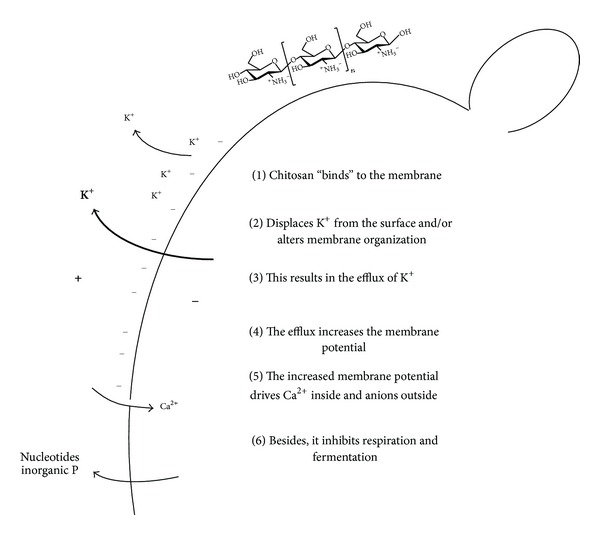 Figure 13