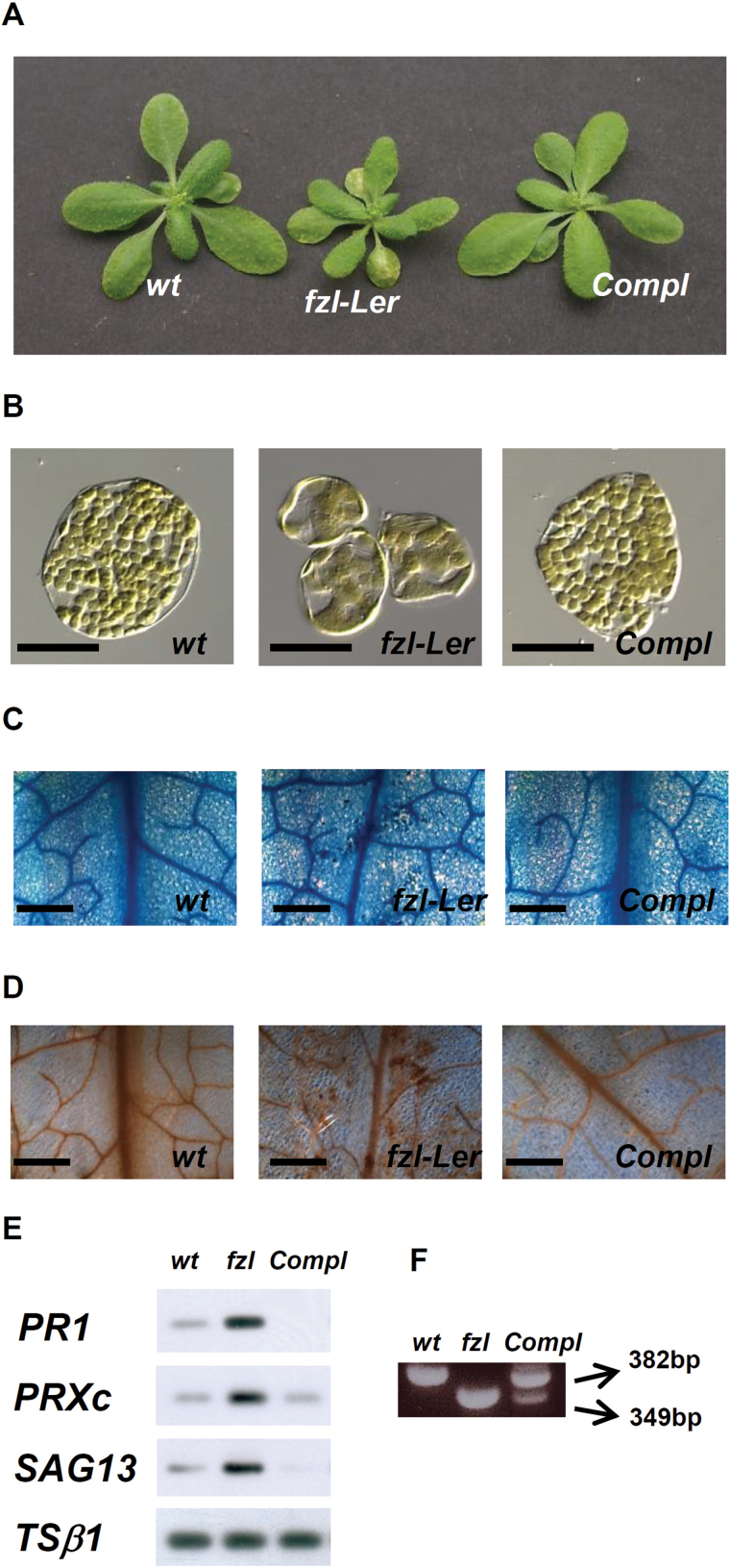 Fig. 3.