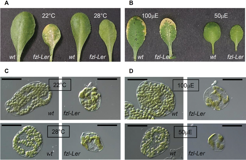 Fig. 5.