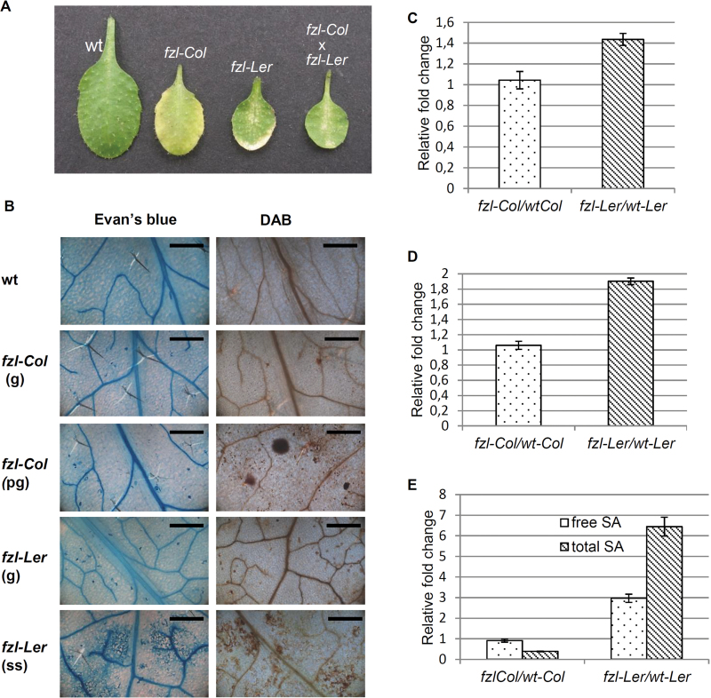 Fig. 6.