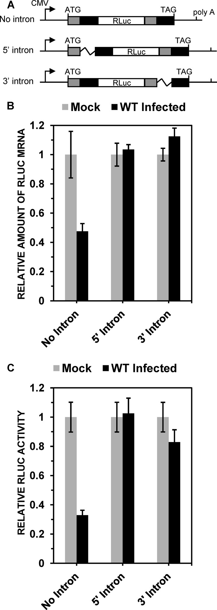 FIG 1