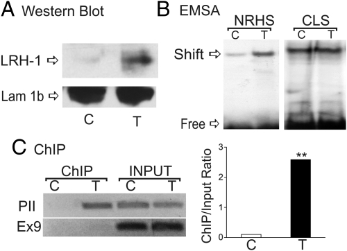 Fig. 8.