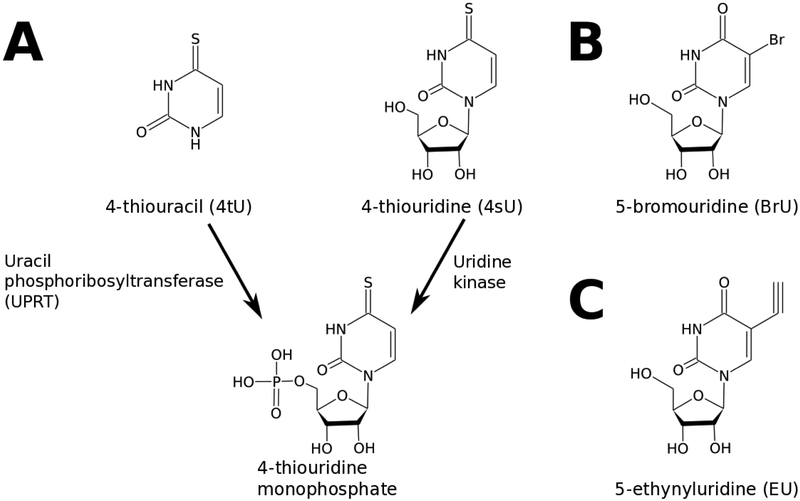 Figure 1: