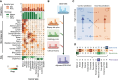Figure 4. Adaptable prior distribution enables the incorporation of nongenomic information for enhanced predictions. A, Proportion of all in-distribution discovery cohort samples that are either primary or metastatic (top) or have broad histologic annotations (middle, top) per cancer type. Underlying distributions of metastatic site (middle) and histology (bottom) for all in-distribution discovery cohort samples across 19 metastatic sites and 2 histologic subtypes. Heatmaps are row normalized but only show 10 types (full heatmap in Supplementary Fig. S11). Met., metastatic; Prim., primary; Adeno., adenocarcinoma; SQC, squamous cell carcinoma. B, Overview of adaptable prior methodology. C, Flow of results for combination prior using both metastatic site and histology for all test set examples. Arrow base represents preadjustment category; arrowhead represents post-adjustment. Circle arrows indicate the number of samples that did not change categories after adjustment, i.e., 4,618 samples that were correct and high confidence before and after applying the prior. D, Walkthrough of a patient with head and neck squamous cell cancer predicted bladder by GDD-ENS with 0.85 confidence. After applying priors specific to the site of metastasis and annotated histology, the sample was correctly predicted with high confidence (0.96). Overview and flow diagram created with BioRender (https://biorender.com/).