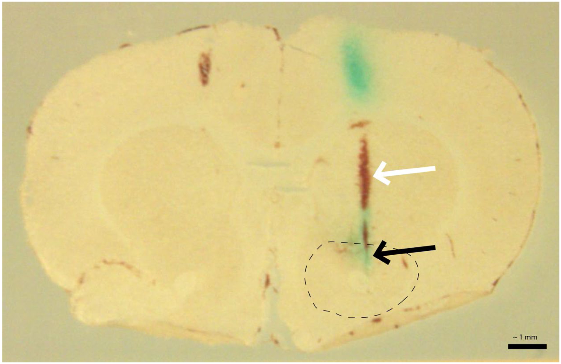 Figure 1.