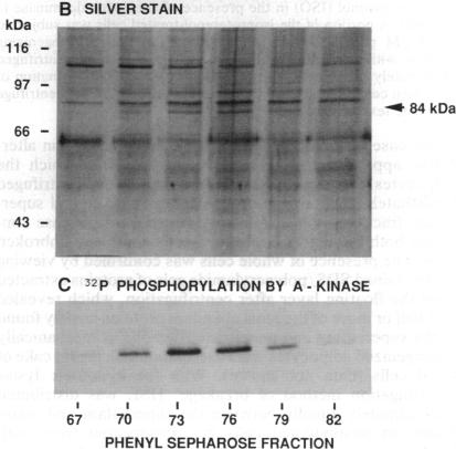 graphic file with name pnas01092-0140-a.jpg