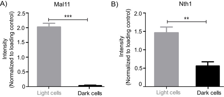 Figure 4—figure supplement 1.