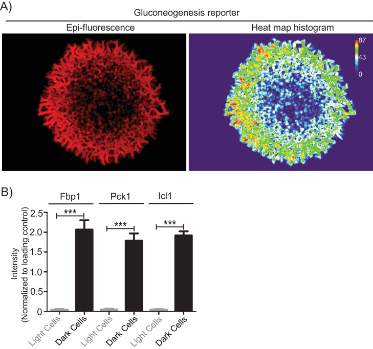 Figure 1—figure supplement 2.