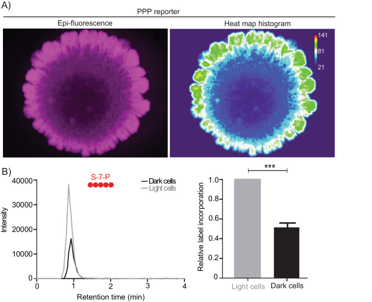 Figure 2—figure supplement 1.