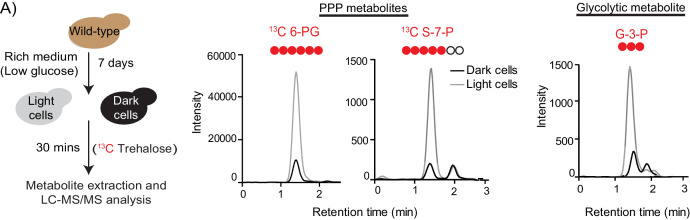 Figure 5—figure supplement 1.