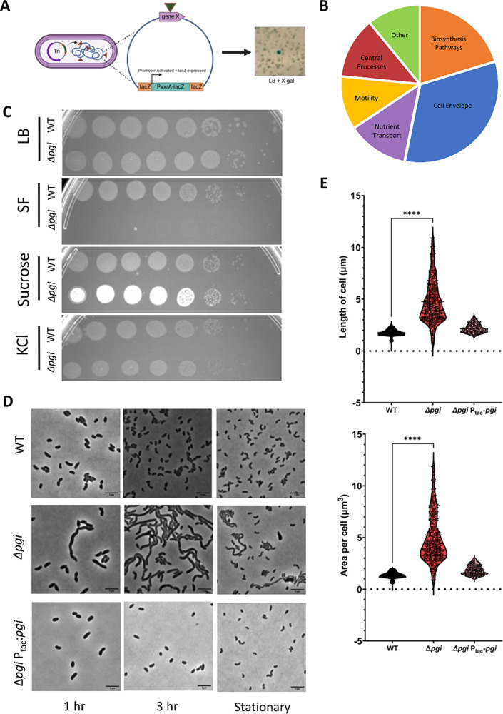 FIG 1