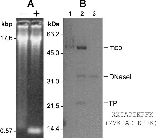 FIG. 5.