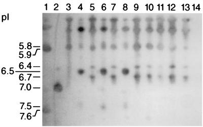 FIG. 1