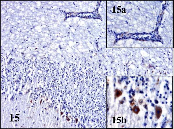 Figure 15