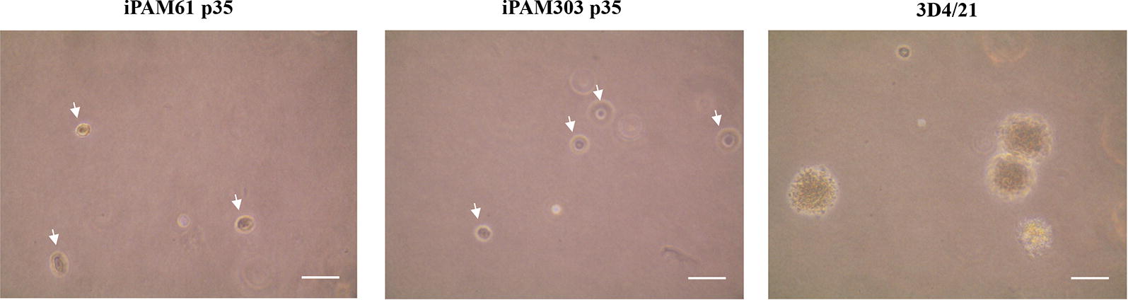 Figure 3