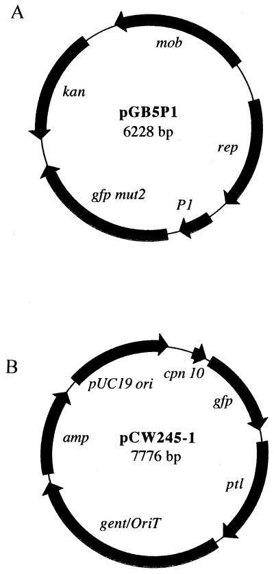 FIG. 1