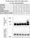 Figure 4—figure supplement 1.