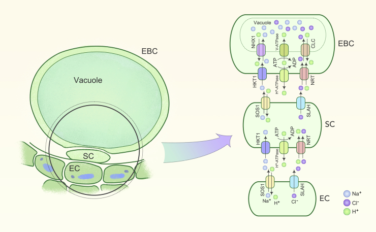 Figure 4