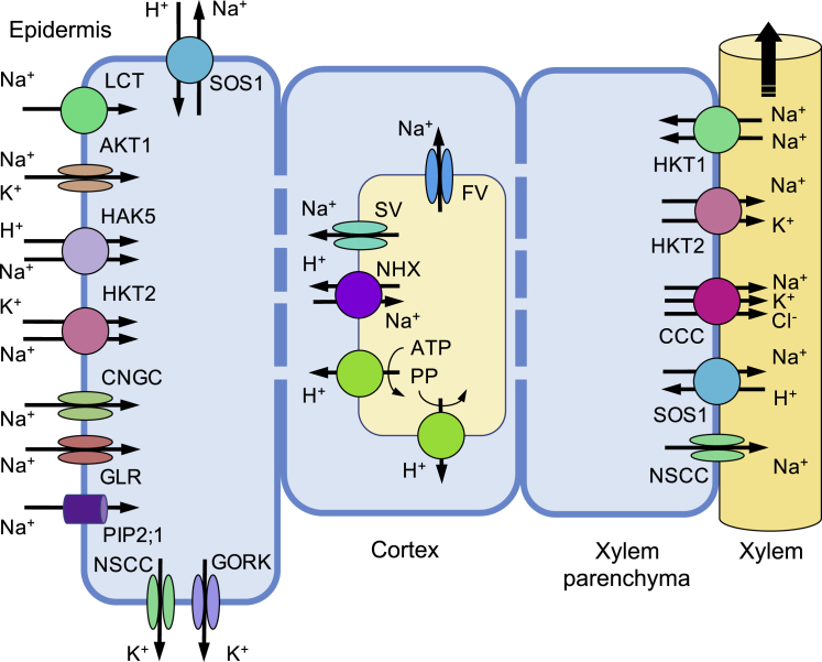 Figure 3